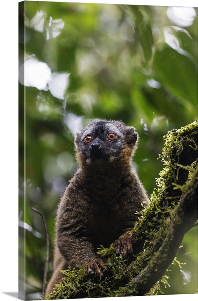 Red-fronted brown lemur (Eulemur rufifrons), Ranomafana National Park, central area, Madagascar, Africa