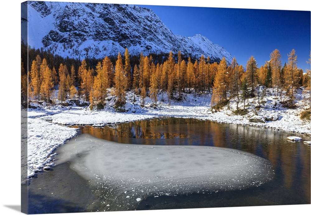 Red larches frame the frozen Lake Mufule, Malenco Valley, Province of Sondrio, Valtellina, Lombardy, Italy