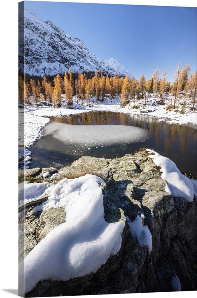 Red larches frame the frozen Lake Mufule, Malenco Valley, Province of Sondrio, Valtellina, Lombardy, Italy