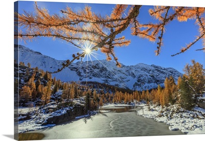 Red larches frame the frozen Lake Mufule, Malenco Valley, Valtellina, Lombardy, Italy