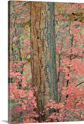 Red leaves on a bigtooth maple in the fall, Zion National Park, Utah, USA