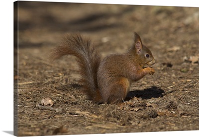 Red squirrel, Sciurus vulgaris, Formby, Liverpool, England