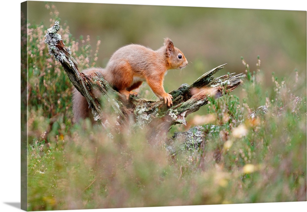 Red Squirrel, Scottish Highlands, Scotland, United Kingdom, Europe