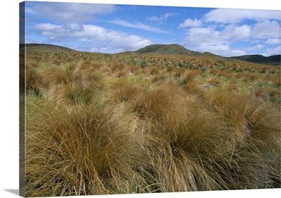 Red tussock grass, Mossburn, South Island, New Zealand, Pacific