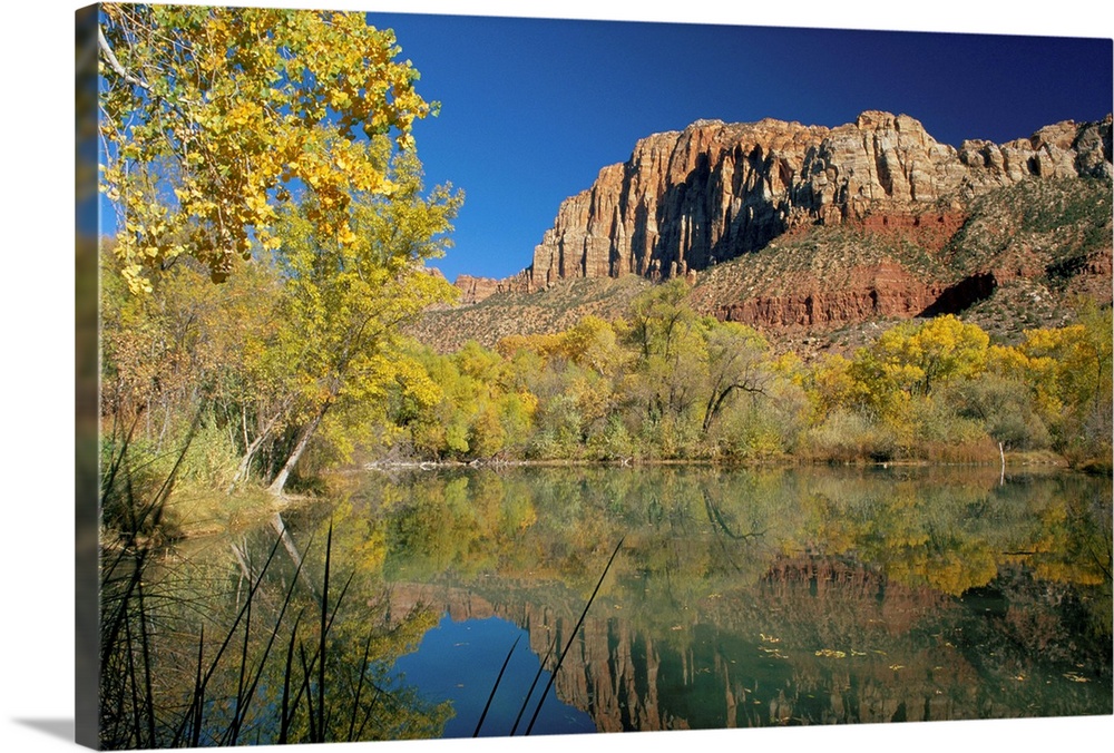 Reflections of trees in fall colours and the cliffs of Zion, in a lake, at Springdale near the Zion National Park, Utah
