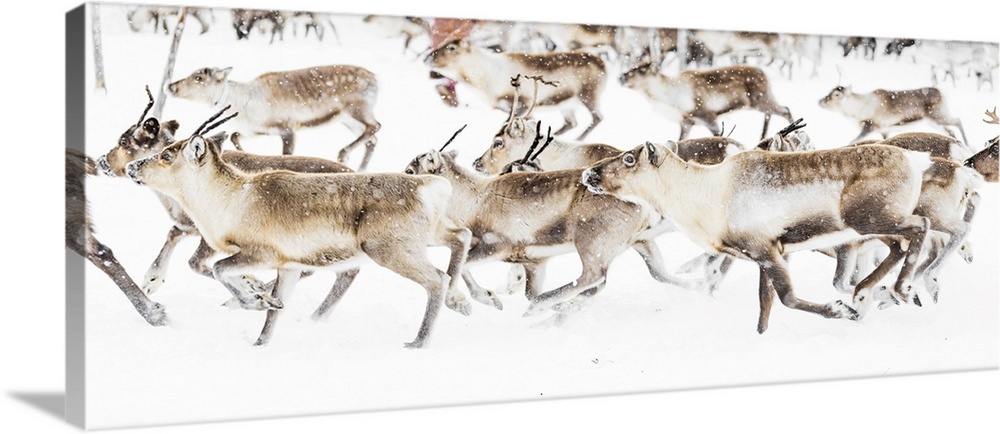 Reindeer herded by Sami people running fast in the white landscape during a snowfall, Lapland, Sweden, Scandinavia, Europe