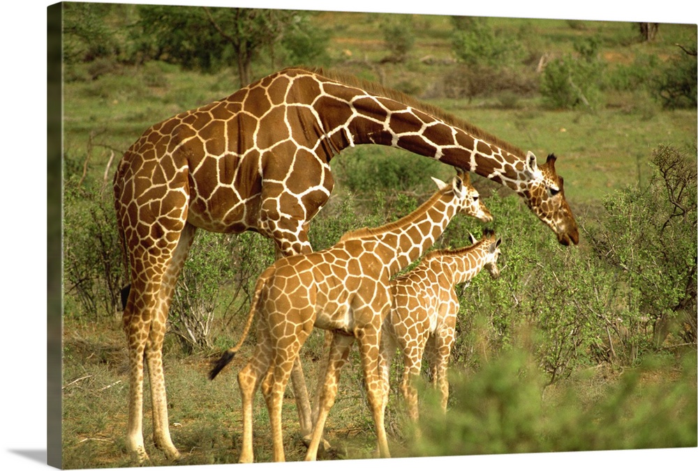 Reticulated giraffe, Samburu, Kenya, East Africa, Africa