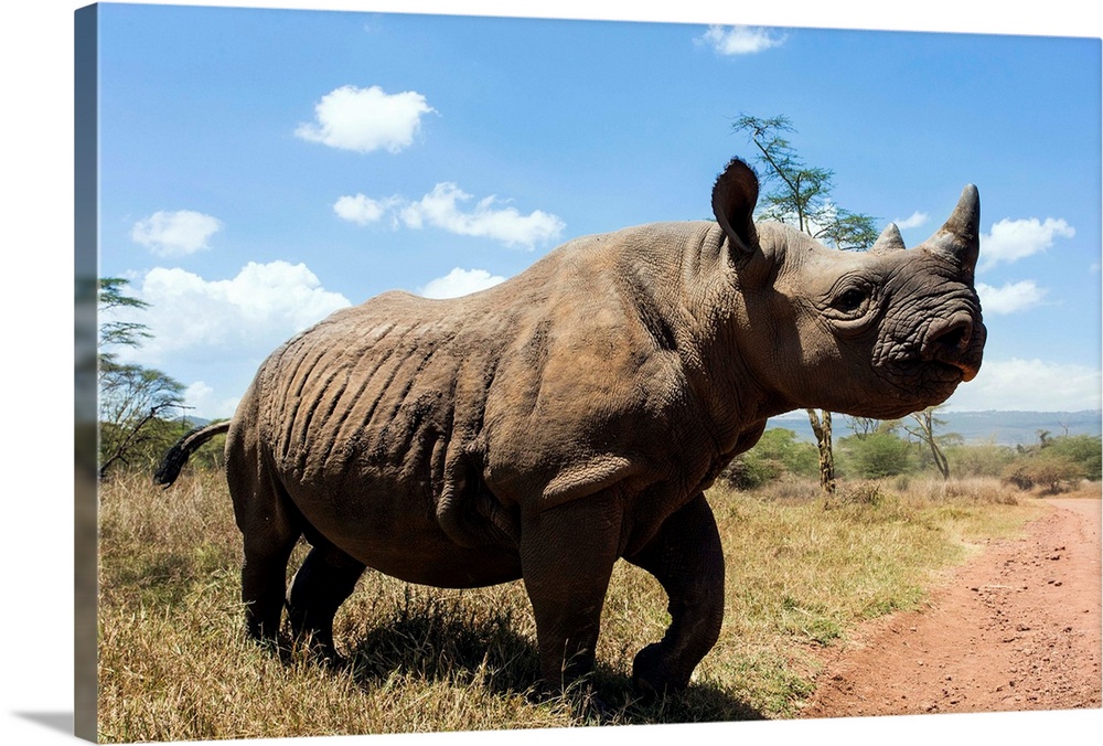 Rhino, Lewa Wildlife Conservancy, Laikipia, Kenya, East Africa, Africa