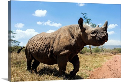 Rhino, Lewa Wildlife Conservancy, Laikipia, Kenya, East Africa, Africa