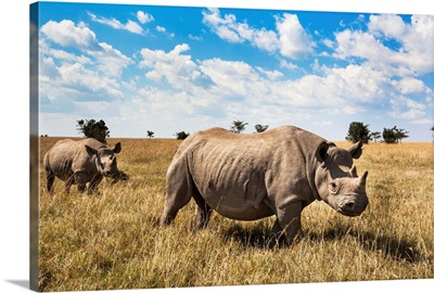 Rhinoceros, Ol Pejeta Conservancy, Laikipia, Kenya, East Africa, Africa