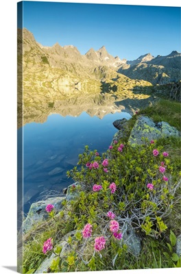 Rhododendrons frame the blue water of Lago Nero at dawn, Trentino-Alto Adige, Italy