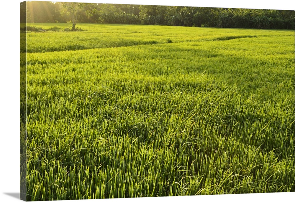 Rice fields, Polonnaruwa, Sri Lanka