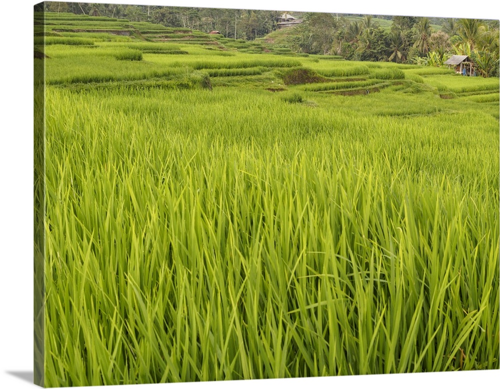 Rice paddies, Bali, Indonesia, Southeast Asia, Asia