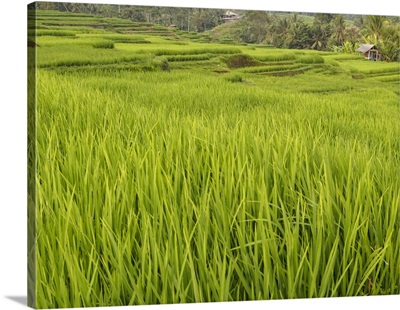 Rice paddies, Bali, Indonesia