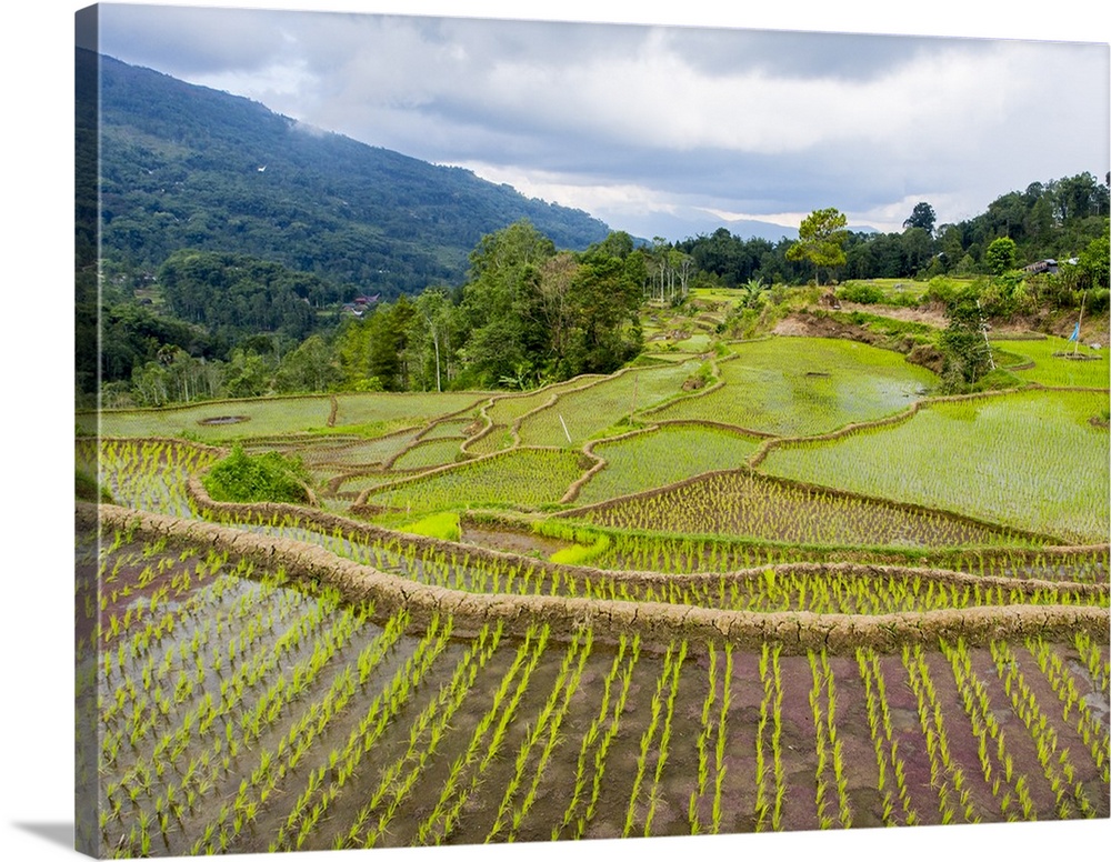 Rice paddies in Tana Toraja, Sulawesi, Indonesia, Southeast Asia, Asia