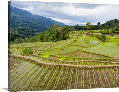 Rice paddies in Tana Toraja, Sulawesi, Indonesia