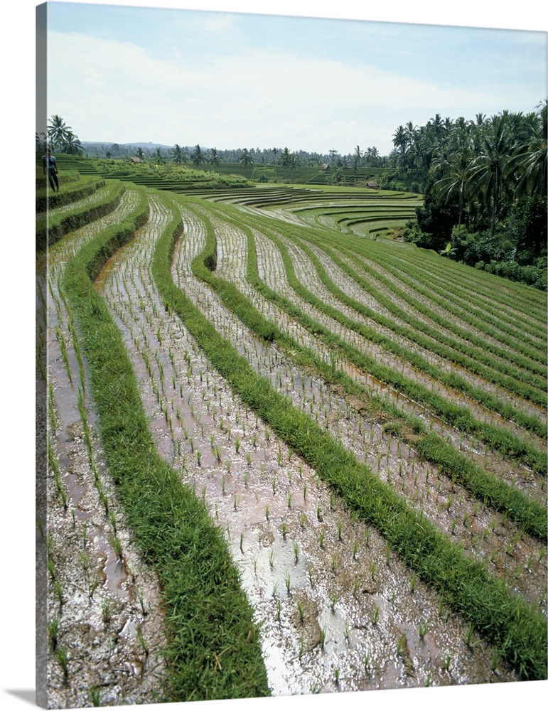 Rice paddy fields, Bali, Indonesia, Southeast Asia