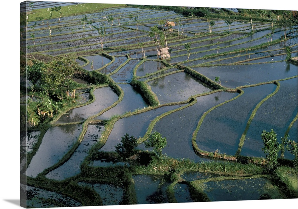 Rice terraces, Tenganan area, island of Bali, Indonesia, Southeast Asia, Asia