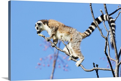 Ring tailed lemursAnja Reserve, Ambalavao, central area, Madagascar