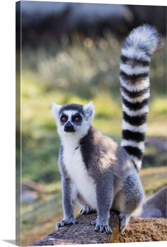 Ring tailed lemurs (Lemur catta), Anja Reserve, Ambalavao, central area, Madagascar, Africa