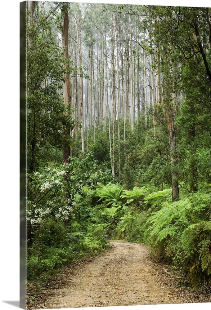 Road through rainforest, Yarra Ranges National Park, Victoria, Australia, Pacific
