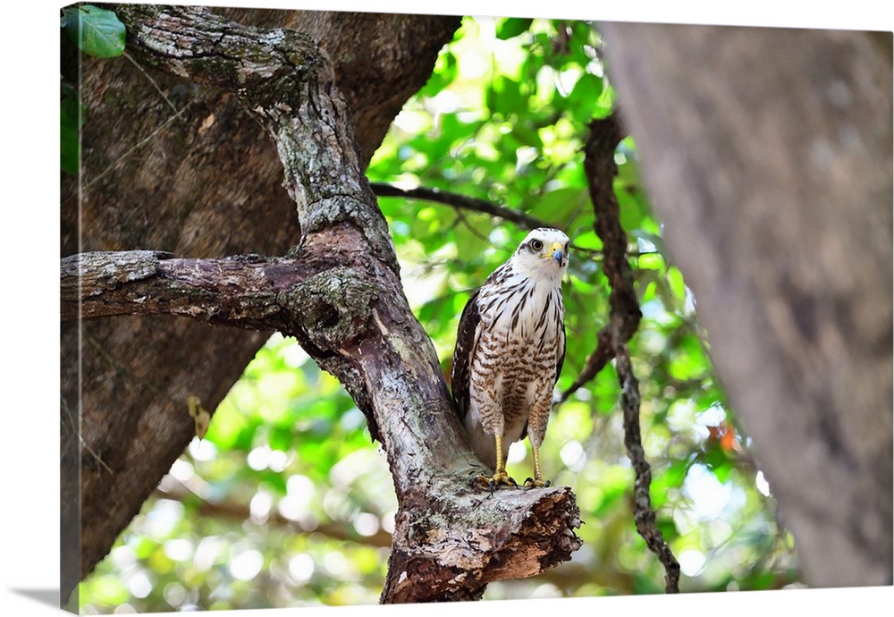 Roadside Hawk (Buteo Magnirostris) juvenile, Pantanal, Mato Grosso, Brazil, South America