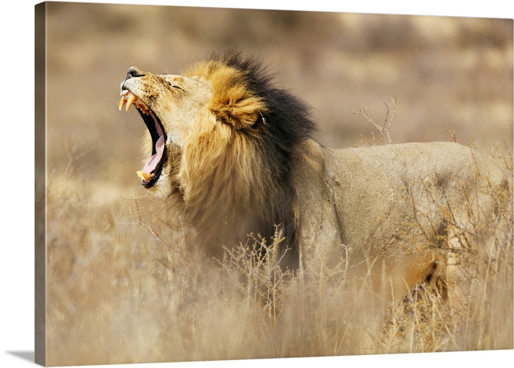 Roaring lion (Panthera leo), Kgalagadi Transfrontier Park, Kalahari, Northern Cape, South Africa, Africa