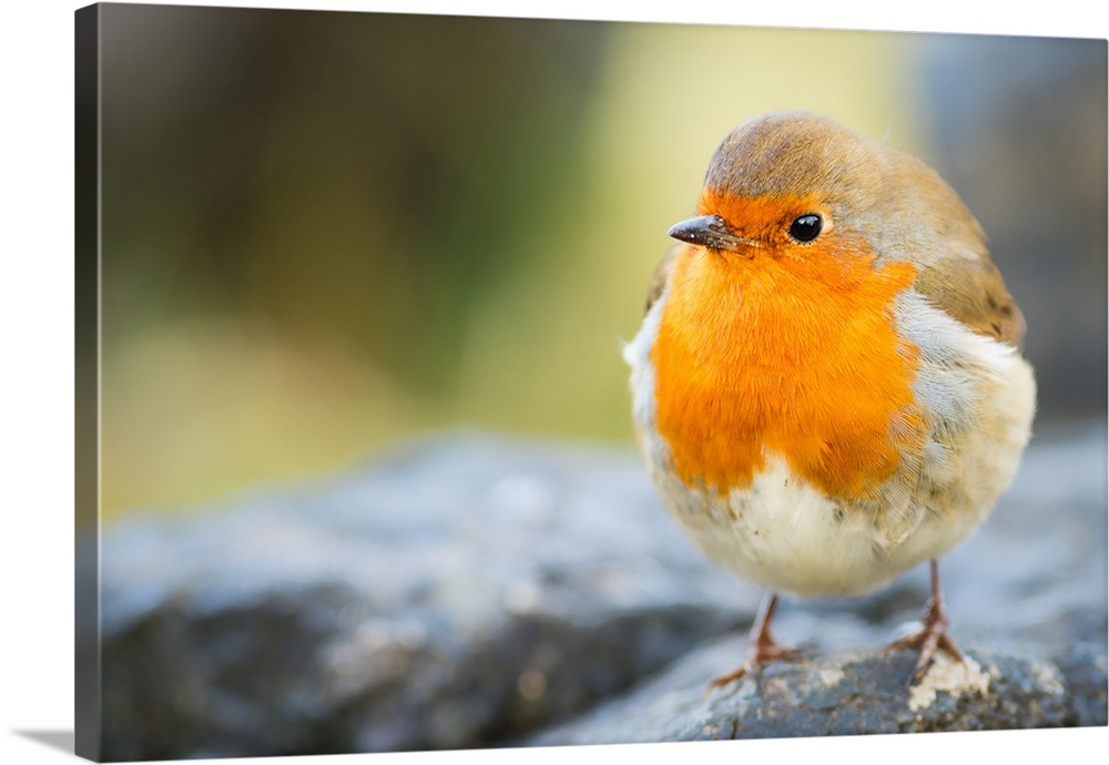 Robin, garden bird, Scotland, United Kingdom, Europe