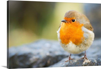 Robin, garden bird, Scotland