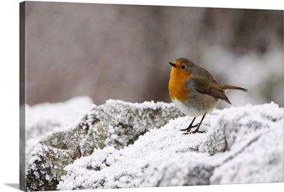 Robin on frosty wall in winter, Northumberland, England