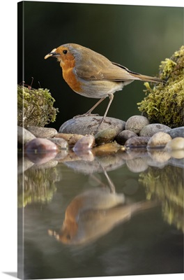 Robin Reflected In A Garden Pond, York, North Yorkshire, England, United Kingdom, Europe