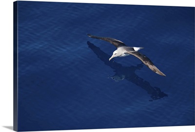 Royal albatross, Southern Ocean, Antarctic, Polar Regions