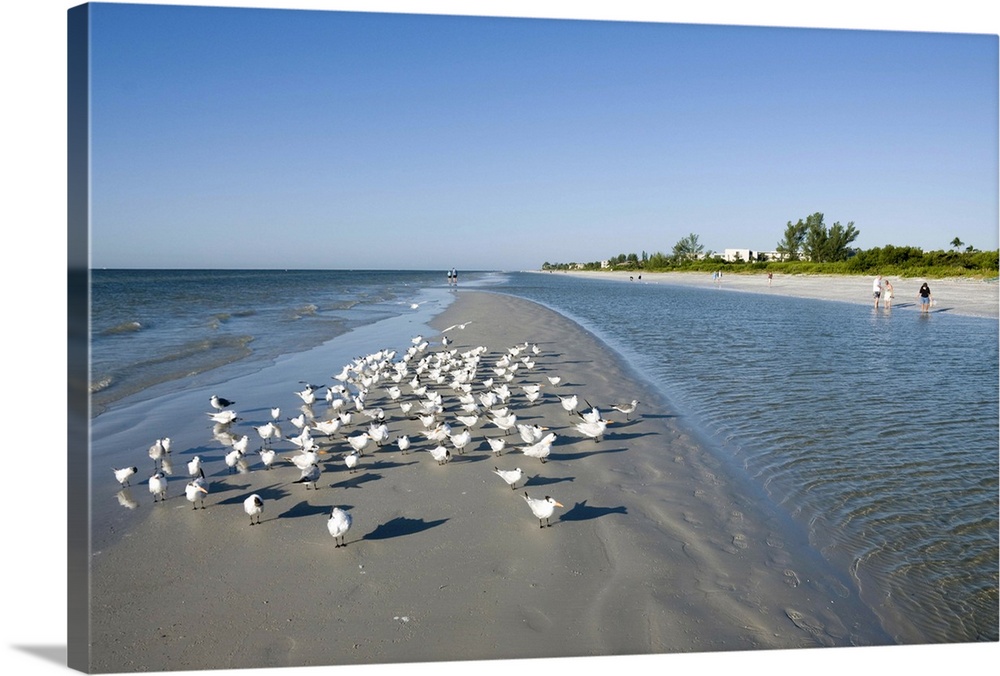 Royal tern birds on beach, Sanibel Island, Gulf Coast, Florida