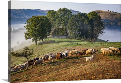 Rural Landscape With Flock Of Sheep In Dumesti, Apuseni Mountains, Romania