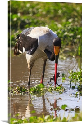 Saddle-billed stork, Ngorongoro Crater, Tanzania