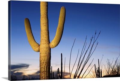 Saguaro cactus in Tucson Mountain Park, Tucson, Arizona