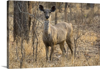 sambar deer, Bandhavgarh National Park, Madhya Pradesh, India