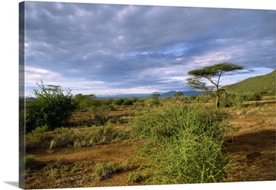 Samburu National Reserve, Kenya, East Africa, Africa