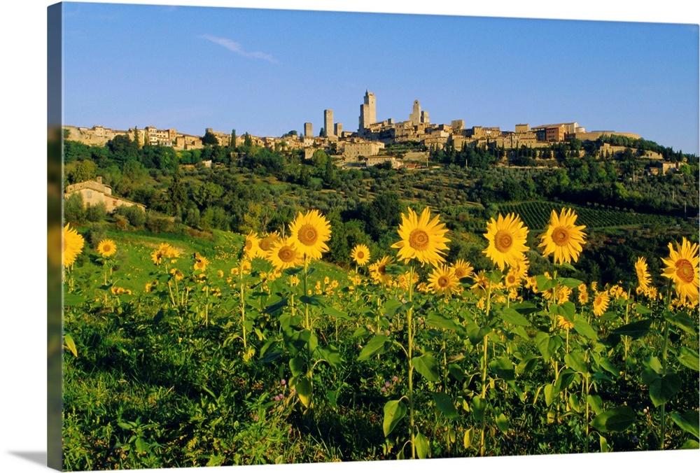 San Gimignano and field of sunflowers, Tuscany, Italy