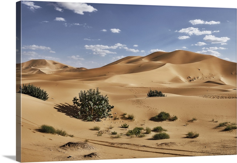 Sand dunes and bushes in the Sahara Desert, Merzouga, Morocco, North Africa, Africa