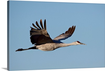 Sandhill crane in flight, Bosque Del Apache National Wildlife Refuge, New Mexico