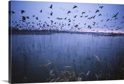 Sandhill crane migration, Platte River, Nebraska