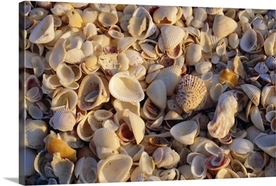 Sanibel Island, famous for the millions of shells that wash up on its beaches, Florida