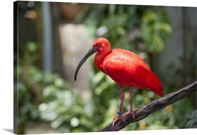 Scarlet Ibis Inside The Rainforest Pyramid, Moody Gardens, Galveston Island, Texas