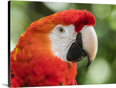 Scarlet macaw (Ara macao), Amazon Rescue Center, Iquitos, Peru, South America