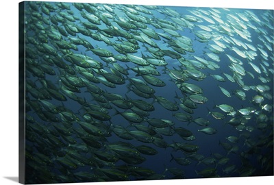 School of smooth tailed trevally near the jetty, Solomon Islands, Pacific Ocean