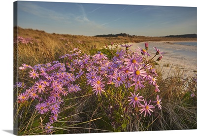 Sea Asters In Spring, Pentle Bay, The Isles Of Scilly