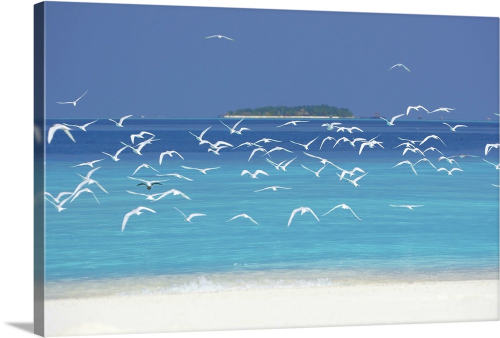 Sea gulls and resort, the Maldives, Indian Ocean