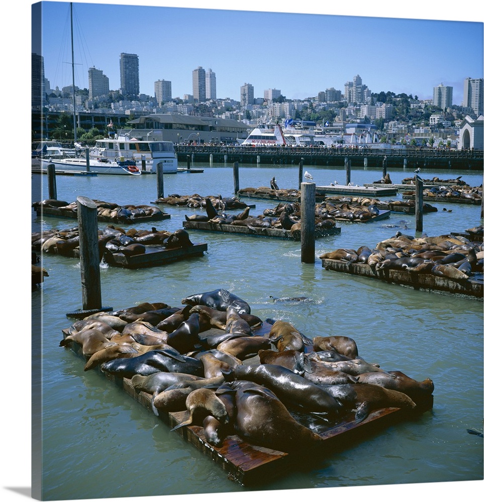 Sea lions by Pier 39 near Fisherman's Wharf, San Francisco, California