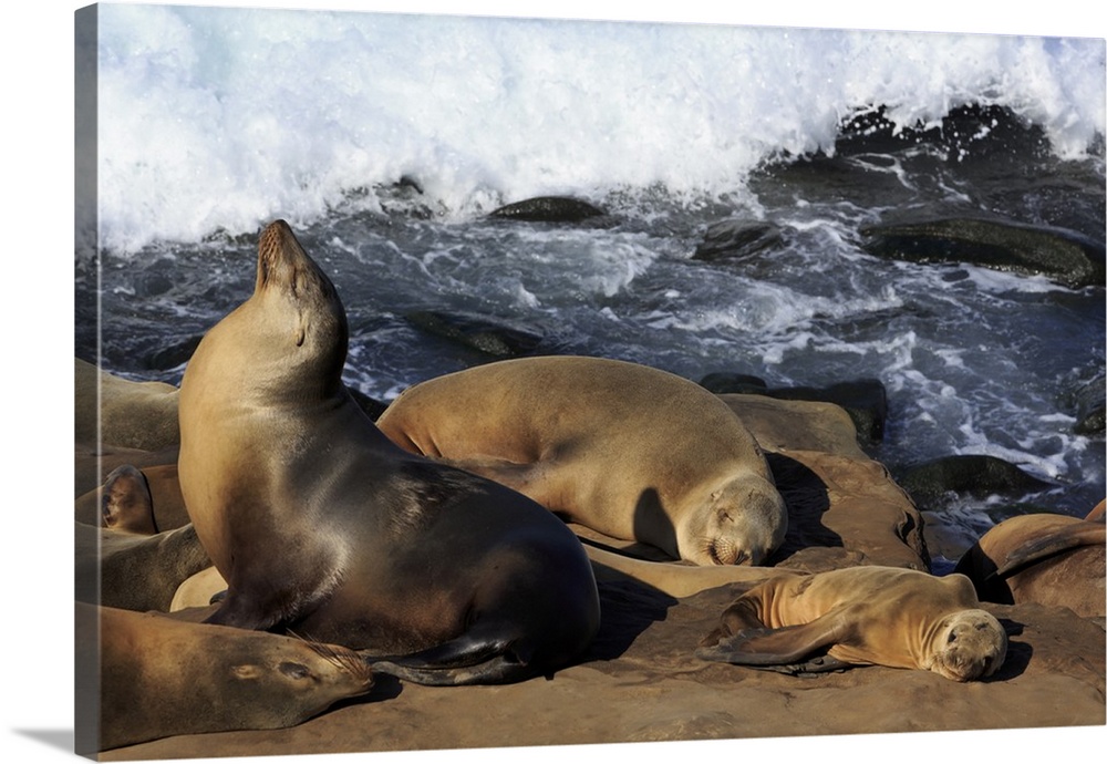 Sea lions, La Jolla, San Diego, California